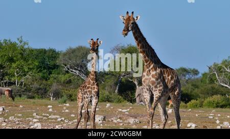 Zwei angolanische Giraffen (giraffa camelopardalis angolensis) stehen zusammen, einer ragt aus der Zunge, in der Kalahari Wüste, Etosha Nationalpark. Stockfoto