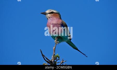 Farbenprächtiger Fliedervogel (coracias caudatus) mit wunderschönen violetten, blauen und türkisfarbenen Federn, die auf dem Ast des Baumes, Etosha, sitzen. Stockfoto