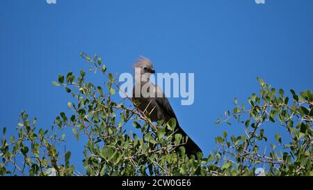 Grauer Wegvogel (corythaixoides concolor, grauer lourie, grauer Loerie), der auf einem Zweig eines Baumes mit Blättern in der Kalahari-Wüste, Etosha, Namibia sitzt. Stockfoto