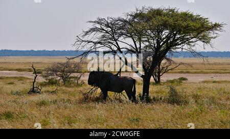 Einzelne blaue Gnus-Antilope (connochaetes taurinus, gewöhnlicher oder weißbärtiger Gnus, gebrindelter gnu), die im Schatten unter Akazienbaum, Etosha, ruht. Stockfoto