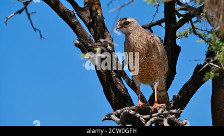 Großer Turmfalkenvogel (Falco rupicoloides, Weißäugiger Turmfalke) mit braunem Gefieder auf einem Baum in der Kalahari-Wüste, Etosha Nationalpark. Stockfoto