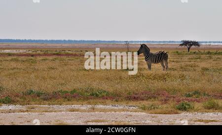 Einzelne gestreifte Ebene Zebra (equus quagga, gemeines Zebra) steht auf einer bunten Wiese mit einem einsamen Baum im Etosha Nationalpark, Namibia, Afrika. Stockfoto