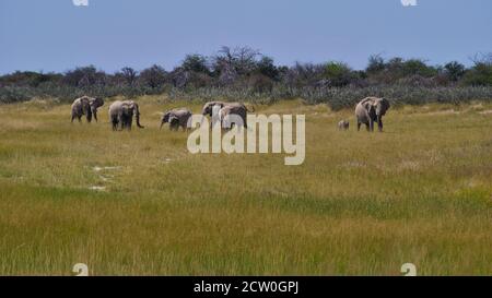 Herde afrikanischer Elefanten (loxodonta) mit zwei Babys, die durch Grasland in der Kalahari Wüste, Etosha Nationalpark, Namibia, Afrika wandern. Stockfoto