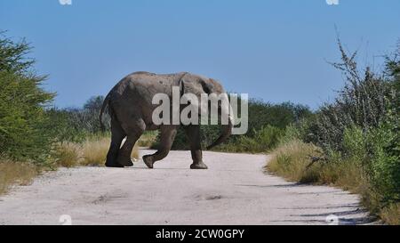 Ein einziger großer afrikanischer Elefant (loxodonta) überquert eine Schotterstraße in der Kalahari Wüste, Etosha Nationalpark, Namibia, Afrika. Stockfoto