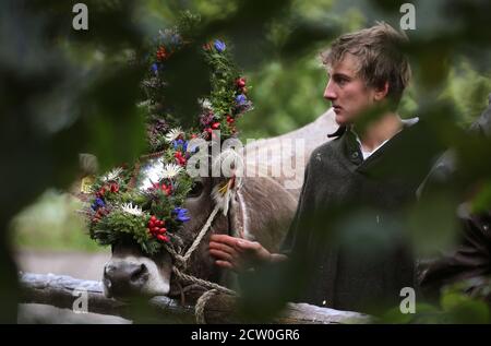 Bad Hindelang, Deutschland. September 2020. Ein Hirte steht neben einer kranzbemalten Kuh bei der Rindertrennung im Ostrachtal. Quelle: Karl-Josef Hildenbrand/dpa/Alamy Live News Stockfoto