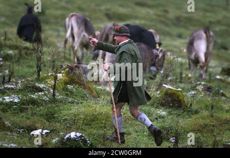 Bad Hindelang, Deutschland. September 2020. Ein Hirte treibt seine Tiere über eine Wiese im Ostrachtal, wenn er das Vieh schneidet. Quelle: Karl-Josef Hildenbrand/dpa/Alamy Live News Stockfoto