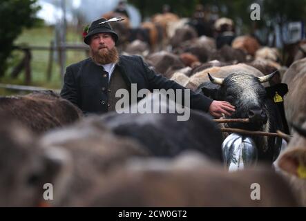 Bad Hindelang, Deutschland. September 2020. Hirten treiben ihre Tiere vor die mit Neuschnee bedeckten Berge bei der Viehtrennung im Ostrachtal. Quelle: Karl-Josef Hildenbrand/dpa/Alamy Live News Stockfoto