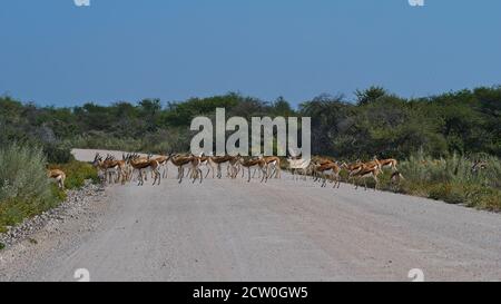 Herde von Springbok-Antilopen (antidorcas marsupialis) über eine Schotterstraße in der Kalahari-Wüste, im Etosha-Nationalpark, Namibia, Afrika. Stockfoto