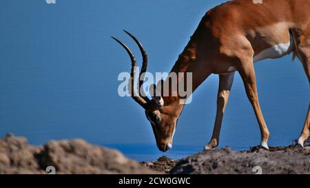 Einzelne Impala-Antilopen (Aepyceros melampus), die an einem Wasserloch in der Kalahari-Wüste, im Etosha-Nationalpark, Namibia, Afrika, trinken. Stockfoto