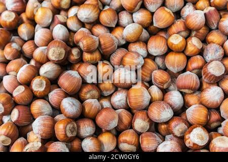 Viele Haselnüsse in Schale Nahaufnahme Hintergrund Stockfoto