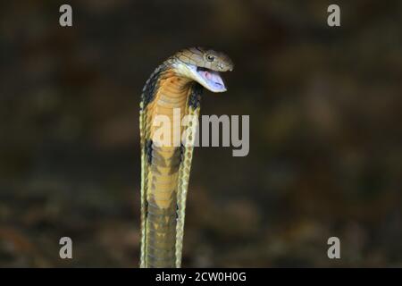 Königskobra, Ophiophagus hannah, die längste giftige Schlange Stockfoto