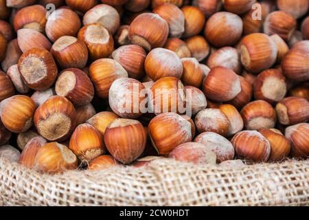 Viele Haselnüsse in Schale Nahaufnahme Hintergrund Stockfoto