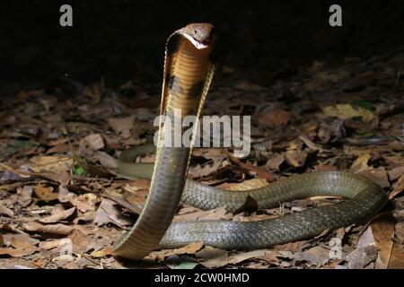 Ophiophagus hannah, eine junge Königsschlange, ist die längste giftige Schlange der Welt. Stockfoto