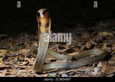 Ophiophagus hannah, eine junge Königsschlange, ist die längste giftige Schlange der Welt. Stockfoto