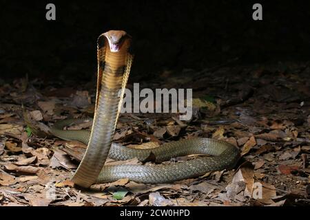 Ophiophagus hannah, eine junge Königsschlange, ist die längste giftige Schlange der Welt. Stockfoto