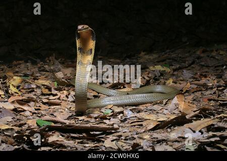 Ophiophagus hannah, eine junge Königsschlange, ist die längste giftige Schlange der Welt. Stockfoto