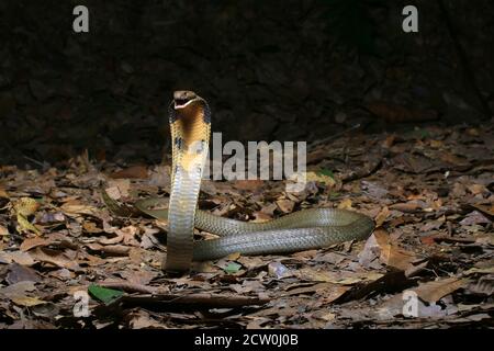 Ophiophagus hannah, eine junge Königsschlange, ist die längste giftige Schlange der Welt. Stockfoto