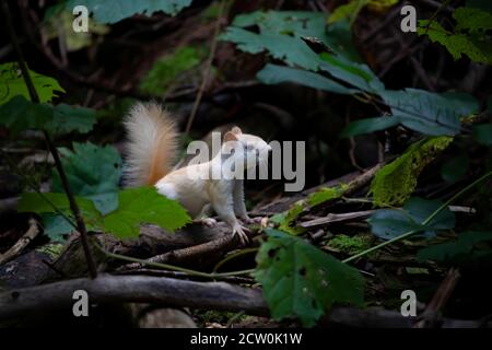 Weißes Eichhörnchen (Leukistisches rotes Eichhörnchen) Im Wald im Morgenlicht in Kanada stehen Stockfoto