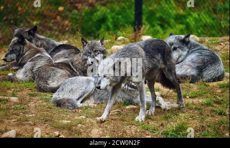 Montebello, Quebec, Kanada, September 25, 2020.Pack von schwarzen Wölfen in einem Tierreservat.Kredit:Mario Beauregard/Alamy News Stockfoto