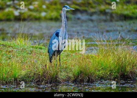 Montebello, Quebec, Kanada, 25. September 2020. Great Blue Heron ruht im Sumpfland.Quelle:Mario Beauregard/Alamy News Stockfoto
