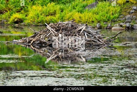 Montebello, Quebec, Kanada, September 25, 2020.Biber Lodge in einem Tierreservat.Kredit:Mario Beauregard/Alamy News Stockfoto