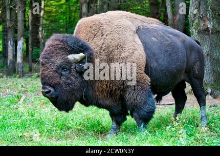 Montebello, Quebec, Kanada, September 25, 2020.Bison Weiden in einem Tierreservat.Credit:Mario Beauregard/Alamy News Stockfoto
