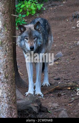 Montebello, Quebec, Kanada, 25. September 2020.Grauer Wolf in einem Tierreservat.Quelle:Mario Beauregard/Alamy News Stockfoto