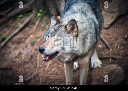 Montebello, Quebec, Kanada, 25. September 2020.Grauer Wolf in einem Tierreservat.Quelle:Mario Beauregard/Alamy News Stockfoto