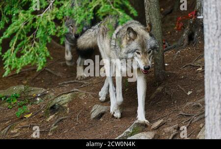 Montebello, Quebec, Kanada, 25. September 2020.Grauer Wolf in einem Tierreservat.Quelle:Mario Beauregard/Alamy News Stockfoto