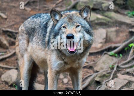 Montebello, Quebec, Kanada, 25. September 2020.Grauer Wolf in einem Tierreservat.Quelle:Mario Beauregard/Alamy News Stockfoto