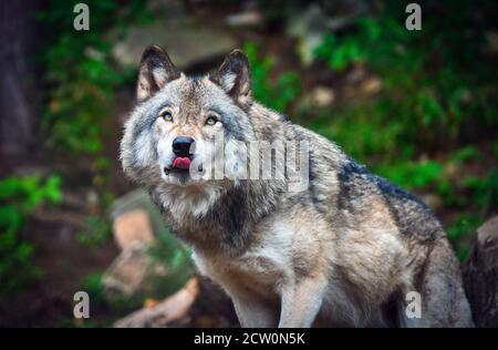 Montebello, Quebec, Kanada, 25. September 2020.Grauer Wolf in einem Tierreservat.Quelle:Mario Beauregard/Alamy News Stockfoto