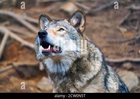 Montebello, Quebec, Kanada, 25. September 2020.Grauer Wolf in einem Tierreservat.Quelle:Mario Beauregard/Alamy News Stockfoto