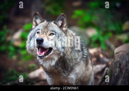 Montebello, Quebec, Kanada, 25. September 2020.Grauer Wolf in einem Tierreservat.Quelle:Mario Beauregard/Alamy News Stockfoto