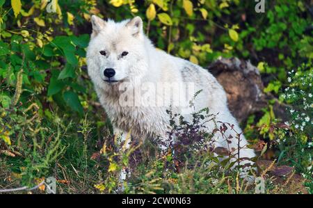 Montebello, Quebec, Kanada, 25. September 2020.Grauer Wolf in einem Tierreservat.Quelle:Mario Beauregard/Alamy News Stockfoto