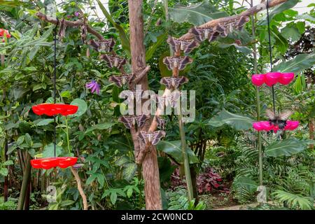 Viele sehr große Schmetterlinge der Art samia cynthia thronten auf den Ästen eines Baumes neben ihren Futterhäuschen. Stockfoto