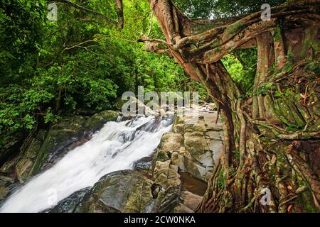 Alte große banyan-Bäume und sanfter Wasserfall in einem tropischen Wald am Regenmorgen. Langzeitbelichtung. Stockfoto