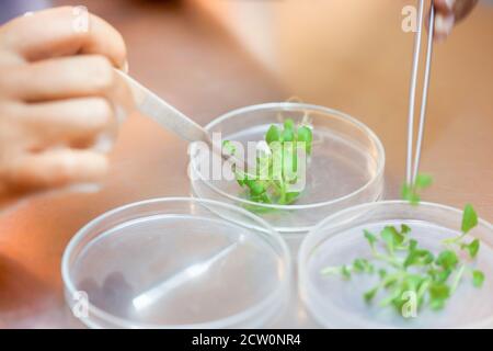 Nahaufnahme der weiblichen Wissenschaftler Hände schneiden Pflanzengewebekultur in Petrischale, Durchführung von Laborexperimenten, kleine Pflanzen testen, Spargel. Stockfoto