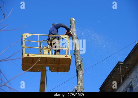 Kommunaler Arbeiter, der mit Kettensäge und LKW-montiert einen toten Baum schneidet Aufzug Stockfoto