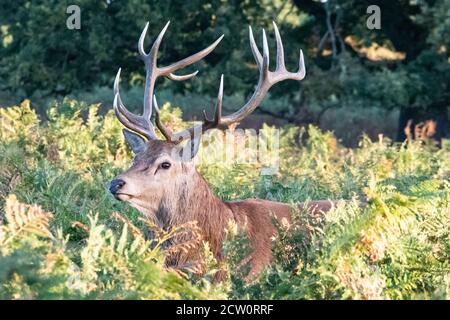 Ein Rothirsch steht inmitten der Spätsommerbracken des Buschy Park, West London Stockfoto