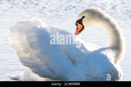 Ein schöner Stumme Schwan preens seine Federn auf einem Teich in Bushy Park, West London Stockfoto