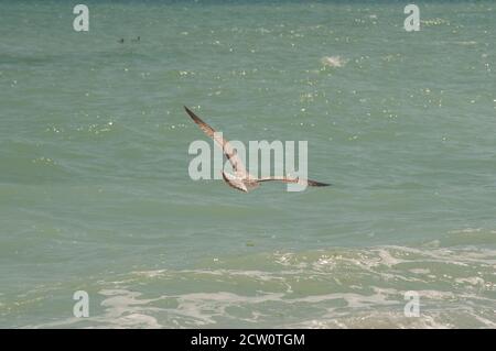 Im Sommer fliegt die Gelbmöwe Larus michahellis über das Meerwasser Sonniger Tag Stockfoto