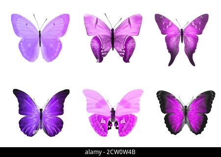 Sechs farbige Schmetterlinge isoliert auf weißem Hintergrund Stockfoto