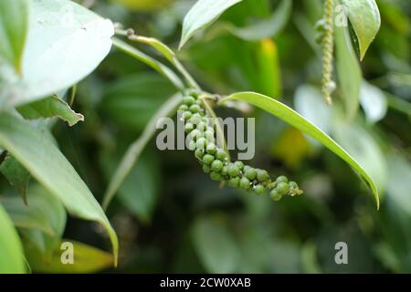 Schwarzer Pfeffer ist eine blühende Rebe aus der Familie der Piperaceae, die für ihre Frucht, bekannt als Pfefferkorn, angebaut wird, die normalerweise getrocknet und als Gewürz verwendet wird Stockfoto