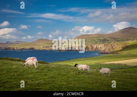 Abendsonne über Schafen, Land und Küste der Dingle Peninsula, County Kerry, Irland Stockfoto