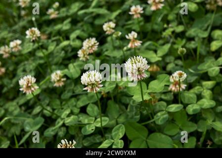 Trifolium repens weißen Blütenstand und grüne Blätter Stockfoto