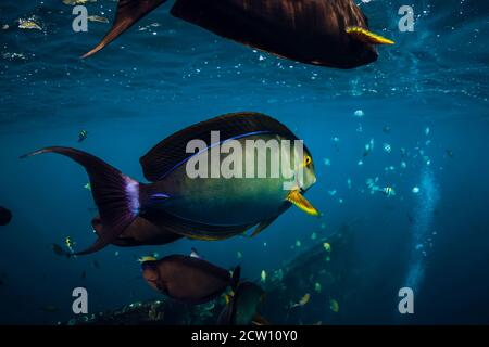 Schule der tropischen Fische im blauen Ozean. Unterwasserwelt mit Fischen. Stockfoto