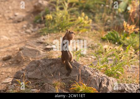 Chipmunk mit gefüllten Wangen, Grand Teton National Park, Wyoming, USA Stockfoto