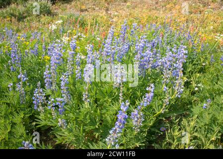 Felder mit Wildblumen auf dem Teton Crest Trail, Grand Teton National Park, Wyoming, USA Stockfoto