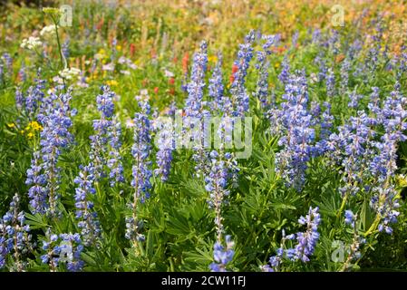 Felder mit Wildblumen auf dem Teton Crest Trail, Grand Teton National Park, Wyoming, USA Stockfoto