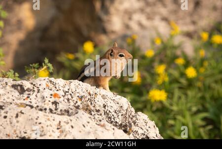 Chipmunk mit gefüllten Wangen, Grand Teton National Park, Wyoming, USA Stockfoto